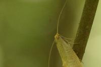 Nematopogon swammerdamella