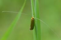 Nematopogon adansoniella