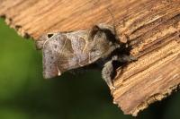Clostera pigra