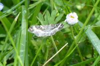 Epirrhoe alternata