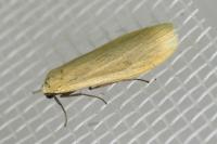Wittia sororcula