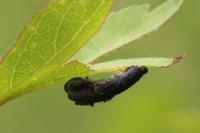 Coleophora anatipennella
