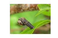 Coleophora anatipennella