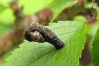 Coleophora anatipennella