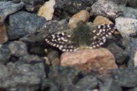 Pyrgus malvae