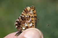 Boloria dia