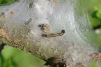 Malacosoma neustria