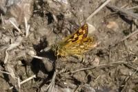 Carterocephalus palaemon