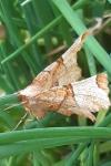 Selenia lunularia