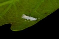 Phyllonorycter harrisella