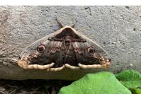 Saturnia pyri
