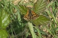 Carterocephalus palaemon
