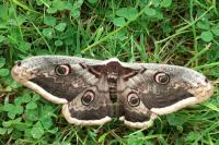 Saturnia pyri