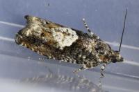 Epinotia immundana