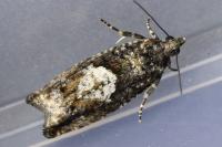 Epinotia immundana