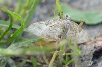 Eupithecia abbreviata