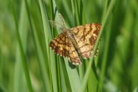 Ematurga atomaria