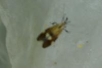 Alabonia geoffrella