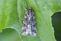 Acronicta rumicis