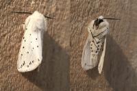 Spilosoma lubricipeda