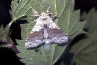 Calliteara pudibunda