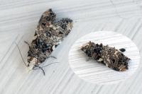 Phtheochroa rugosana