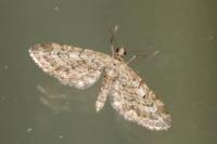Eupithecia nanata
