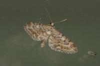 Eupithecia nanata
