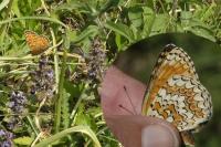 Melitaea phoebe