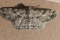 Peribatodes rhomboidaria