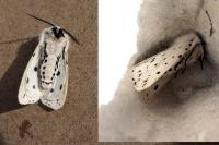 Spilosoma lubricipeda