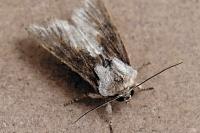 Egira conspicillaris