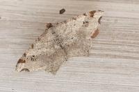 Macaria alternata