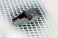 Cilix glaucata
