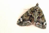 Chloroclysta siterata