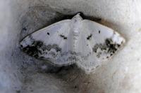 Lomographa temerata