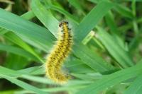 Lasiocampa trifolii