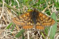 Euphydryas aurinia