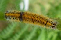 Lasiocampa trifolii
