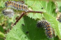 Saturnia pavonia