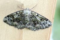 Cleorodes lichenaria