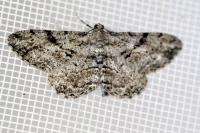 Peribatodes rhomboidaria