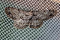 Hypomecis punctinalis