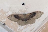 Idaea degeneraria