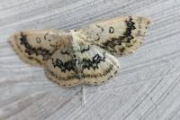 Cyclophora annularia