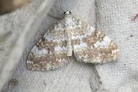 Perizoma flavofasciata
