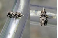 Phtheochroa rugosana