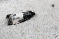 Notocelia cynosbatella