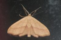 Scopula imitaria