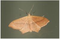 Scopula imitaria